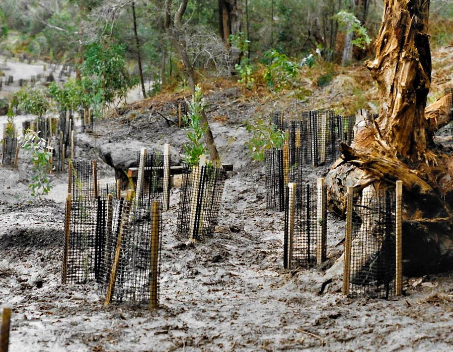 The Council had announced it planned to commence maintenance work in Damper Creek Reserve, and were seeking assistance from the community. A restoration program was to be partially funded by the Waverley Council and the Board of Works and this proposal was strongly supported by the residents.